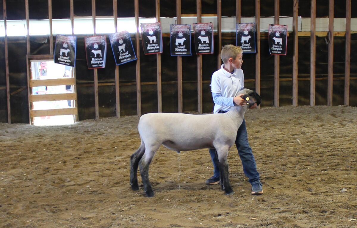 Boy in show ring for first time