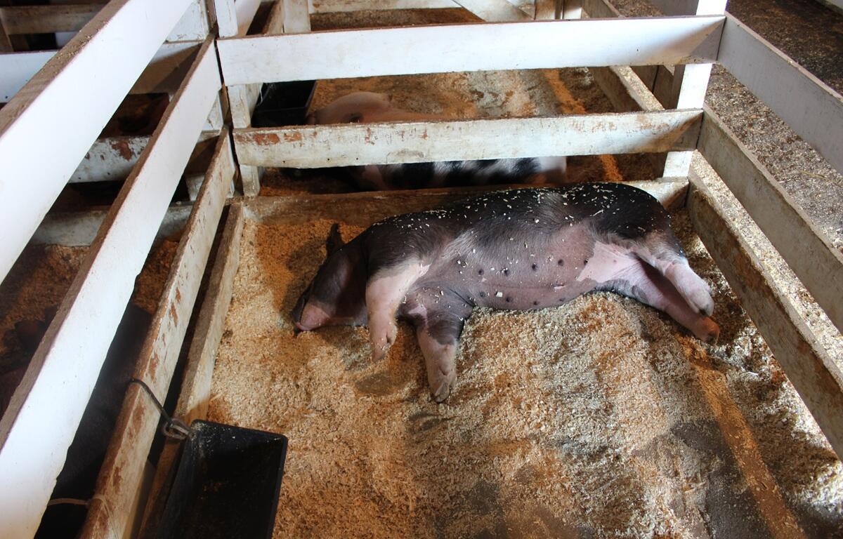 Pig fast asleep in his pen
