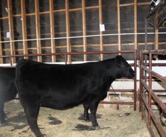 McCook County 4-H Appreciation Days