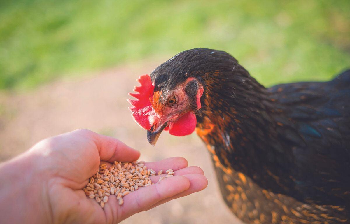 Sanborn County 4-H Appreciation Days