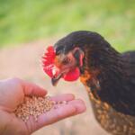 Sanborn County 4-H Appreciation Days
