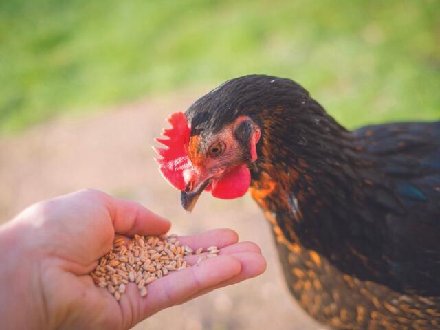 Sanborn County 4-H Appreciation Days