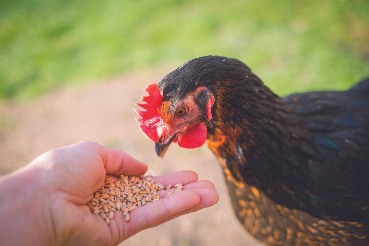 Sanborn County 4-H Appreciation Days