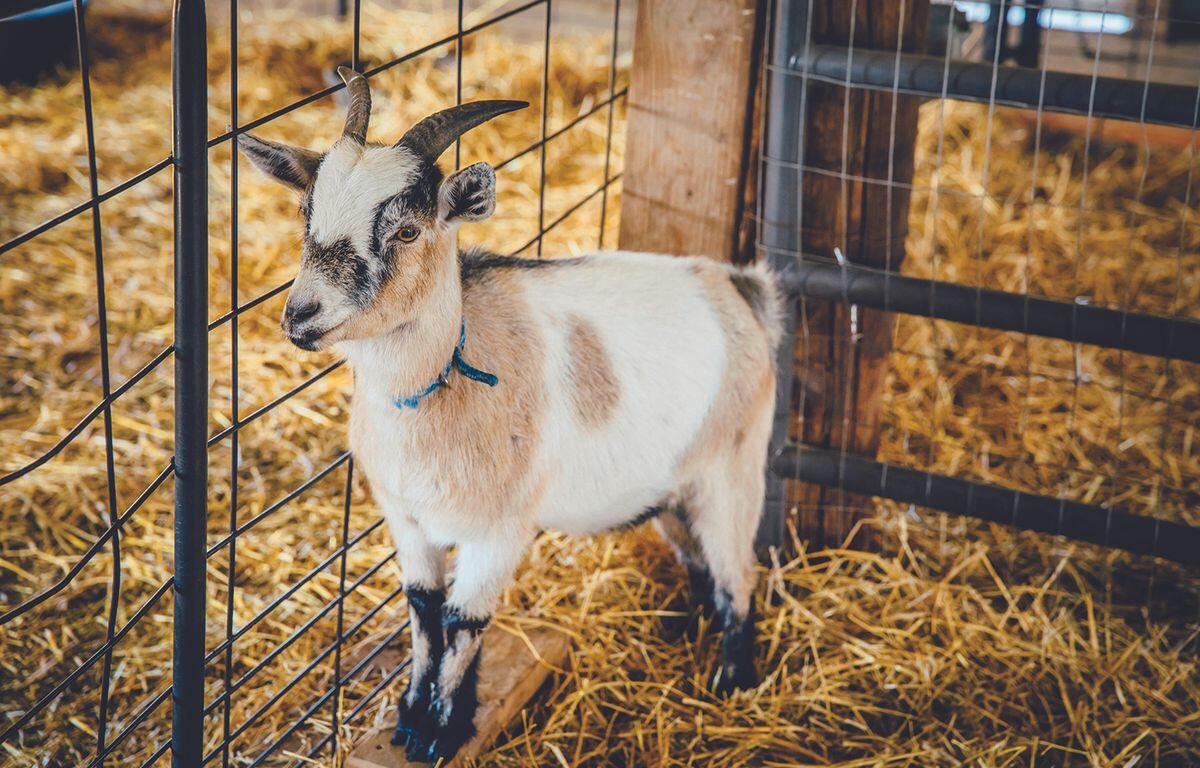 Hutchinson County 4-H Appreciation Days