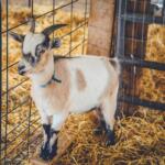 Hutchinson County 4-H Appreciation Days