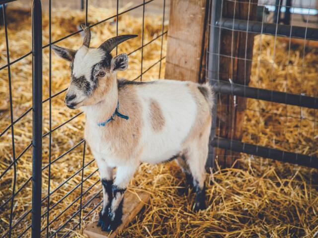 Hutchinson County 4-H Appreciation Days