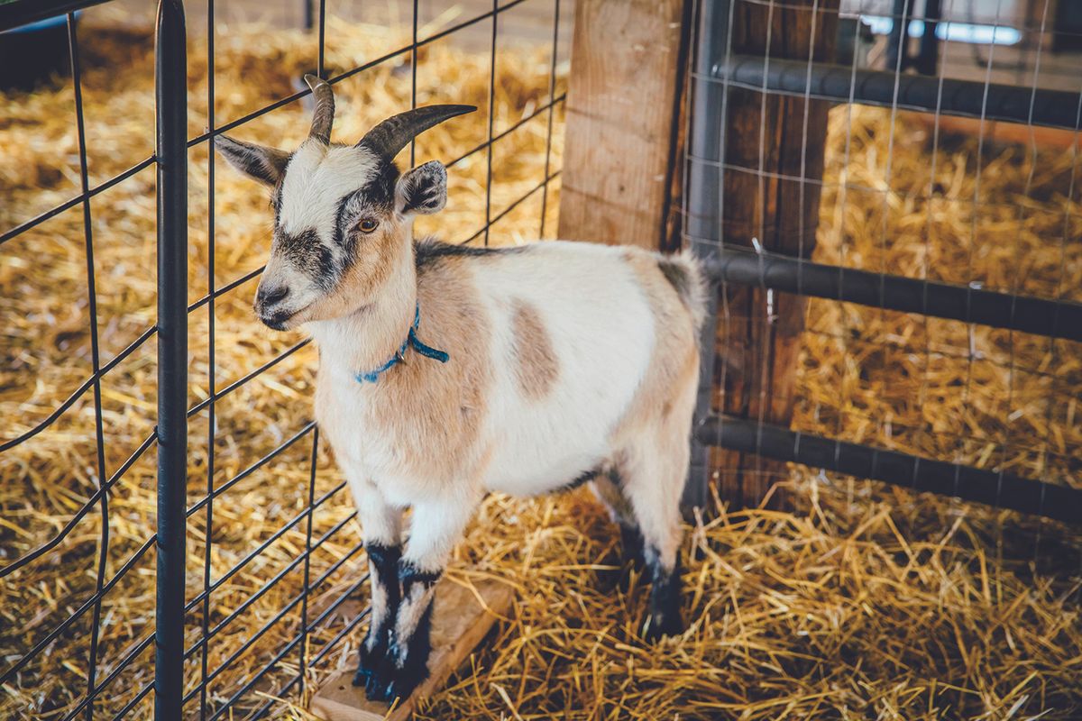 Hutchinson County 4-H Appreciation Days
