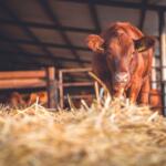 FFA State Fair results