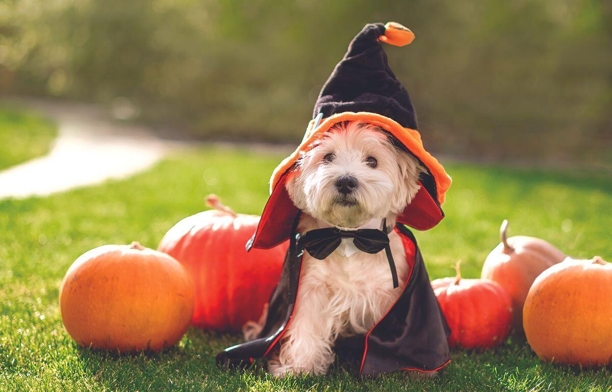 Halloween pet costume ideas for Mitchell’s four-legged friends