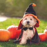 Halloween pet costume ideas for Mitchell’s four-legged friends