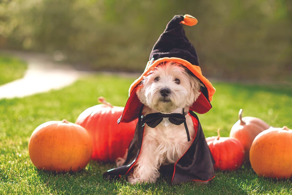 Halloween pet costume ideas for Mitchell’s four-legged friends