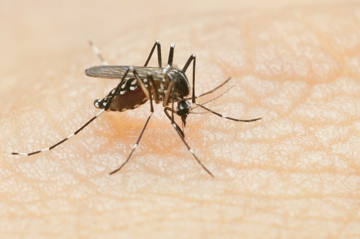 Mitchell to spray for Mosquitos Tuesday evening starting at 7 p.m.